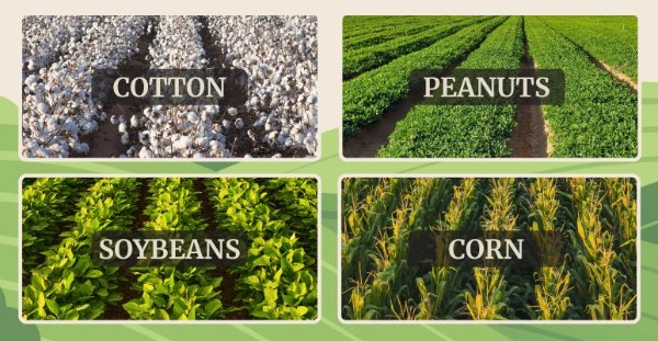 Row crops including cotton, peanuts, soybeans, and corn